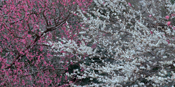 神奈川県小田原市の花　うめ