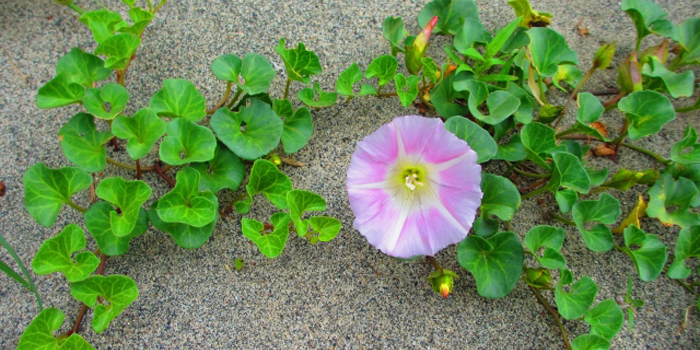 中郡大磯町の花 ハマヒルガオ