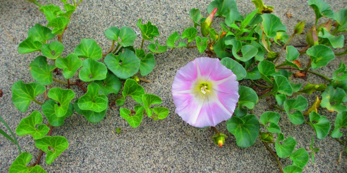 中郡大磯町の花　ハマヒルガオ