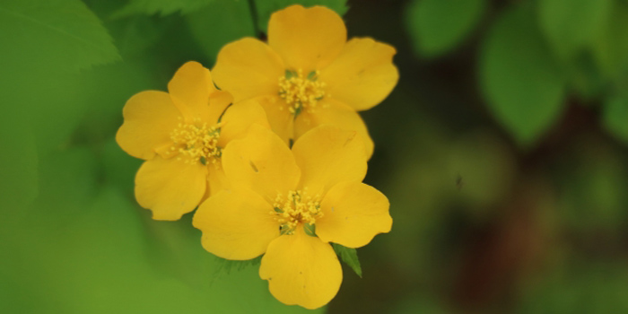 足柄上郡山北町の花　やまぶき