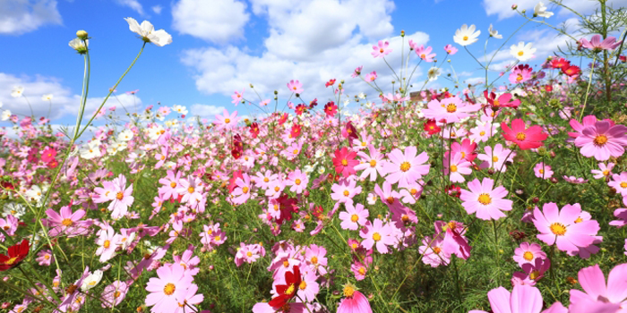 川崎市宮前区の花 コスモス
