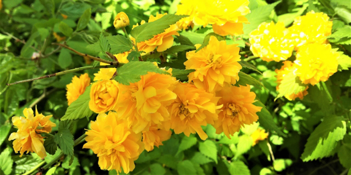 川崎市幸区の花 ヤマブキ