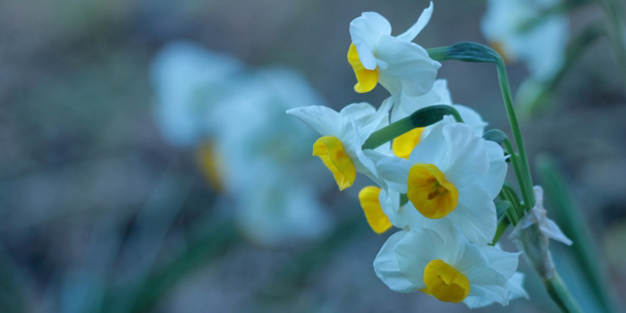 川崎市高津区の花　すいせん