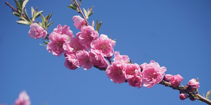 川崎市多摩区の花　モモ