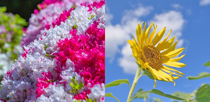 北九州市小倉北区の花　つつじ　ひまわり