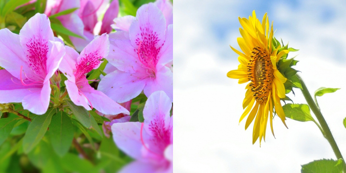 北九州市小倉南区の花　ツツジ・ヒマワリ