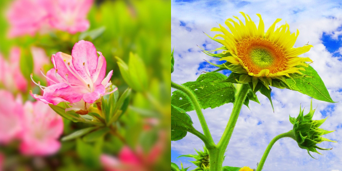 北九州市戸畑区の花　ツツジ・ヒマワリ