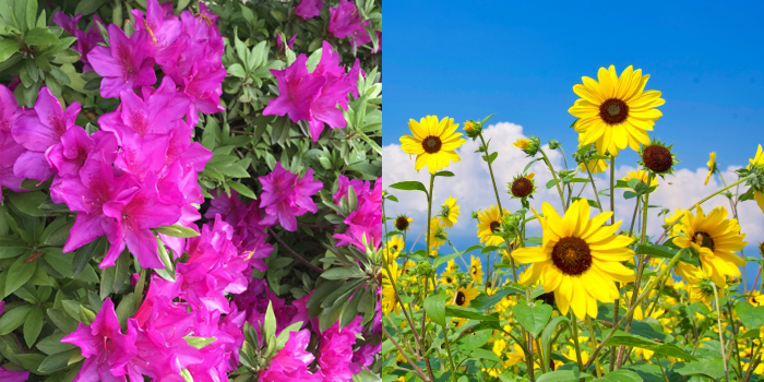 北九州市若松区の花 ツツジ・ヒマワリ