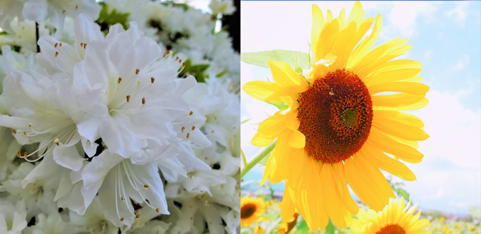 北九州市の花　つつじ　ひまわり