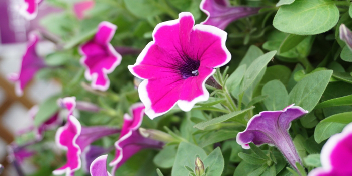 神戸市中央区の花　ペチュニア