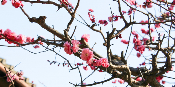 神戸市東灘区の花　梅