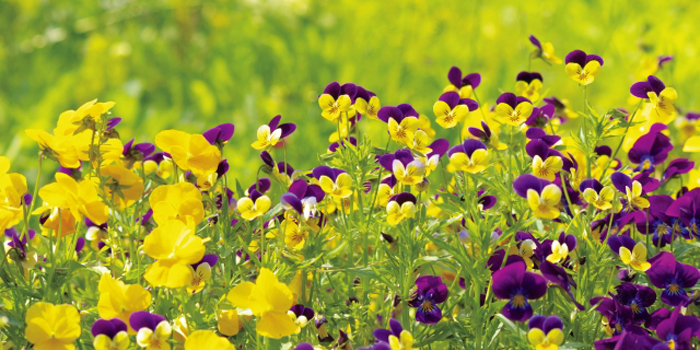 神戸市兵庫区の花 パンジー