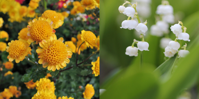 神戸市北区の花　すずらん・菊