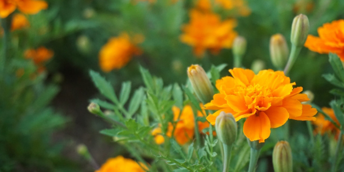 神戸市灘区の花　マリーゴールド