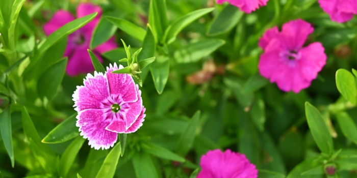 神戸市西区の花　なでしこ