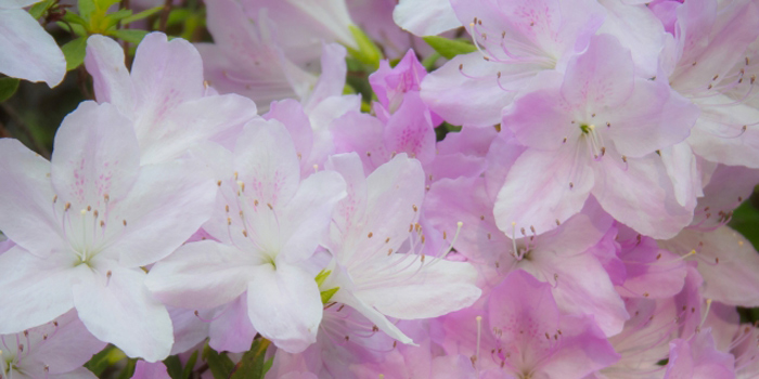 高知県安芸郡芸西村の花　ツツジ