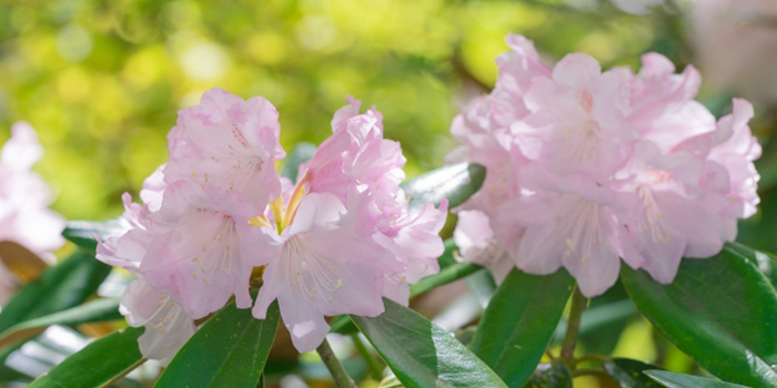 高知県吾川郡いの町の花　しゃくなげ