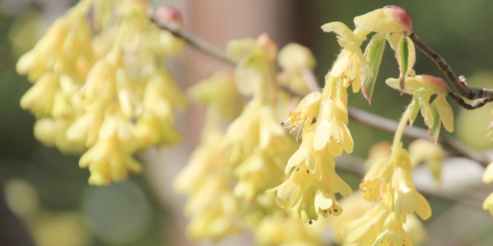 高知県高知市の花　トサミズキ