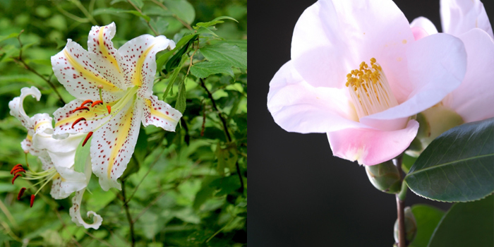 高知県幡多郡黒潮町の花　ユリ・ヤブツバキ