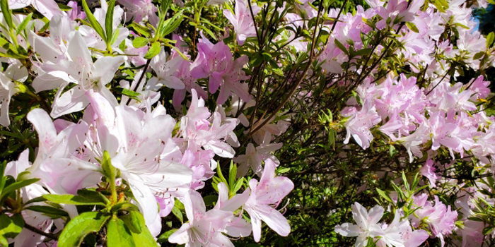 高知県幡多郡三原村の花　キシツツジ