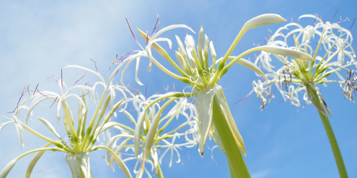 高知県室戸市の花　ハマユウ