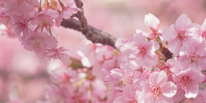 高知県安芸郡奈半利町 の花　さくら