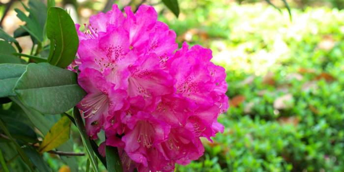 高知県土佐郡大川村の花　シャクナゲ