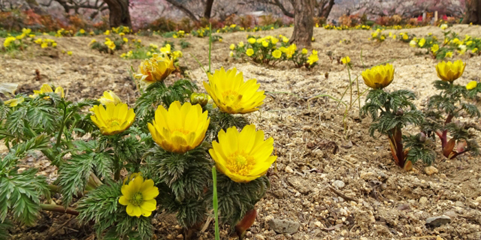 高知県長岡郡大豊町の花　フクジュソウ