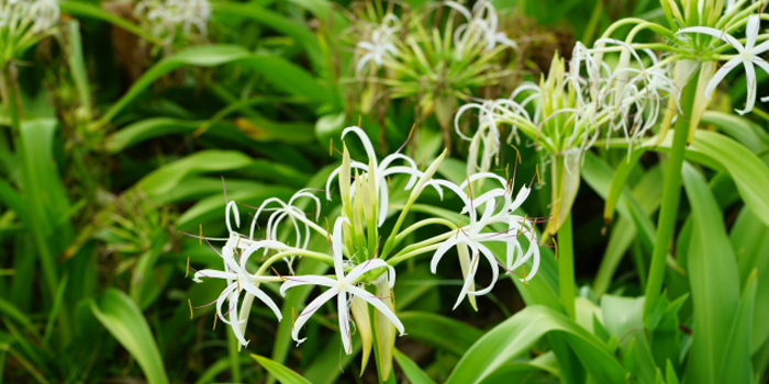 高知県幡多郡大月町の花 ハマユウ