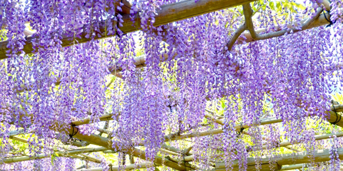 高知県四万十市の花 ふじ