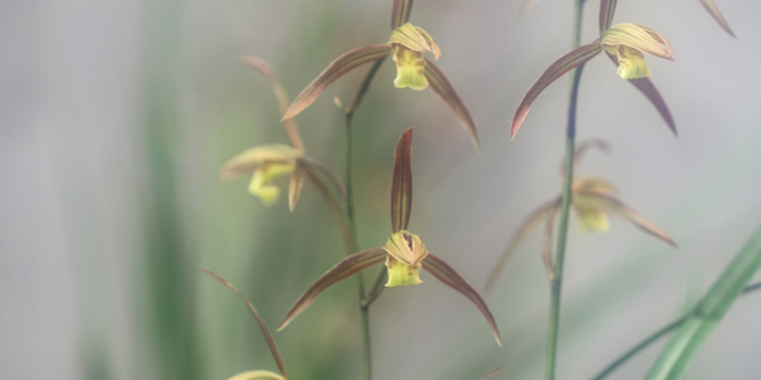 高知県宿毛市の花　寒蘭