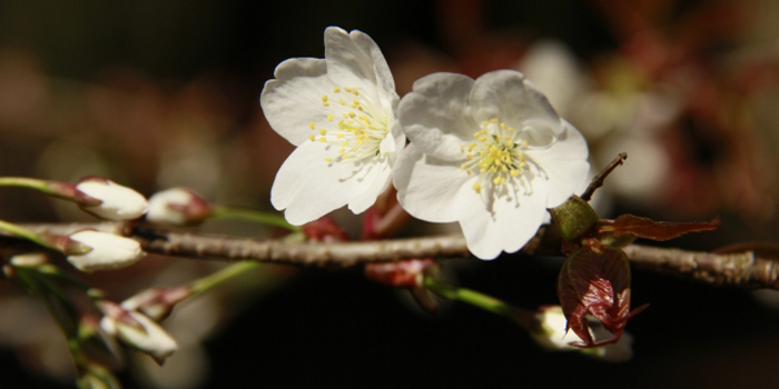 高知県須崎市の花　ヤマザクラ