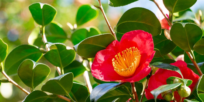 高知県土佐清水市の花　ツバキ