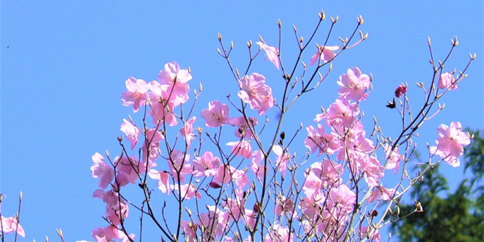 高知県高岡郡津野町の花　あけぼのつつじ