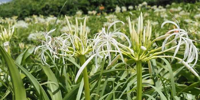 熊本県天草市の花　はまゆう