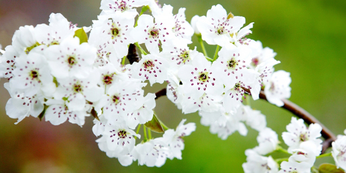 荒尾市の花　梨の花