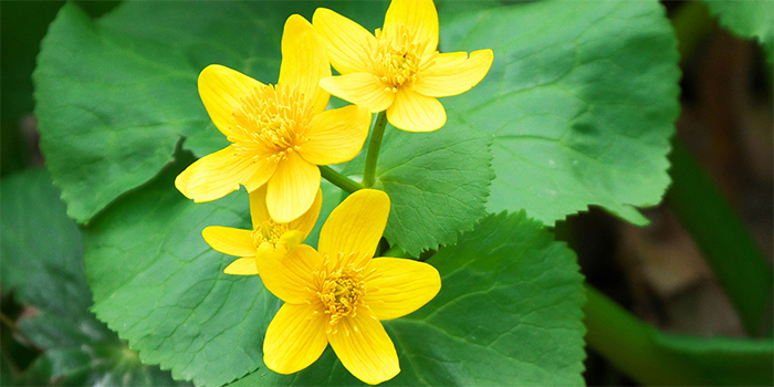 熊本県あさぎり町の花　リュウキンカ