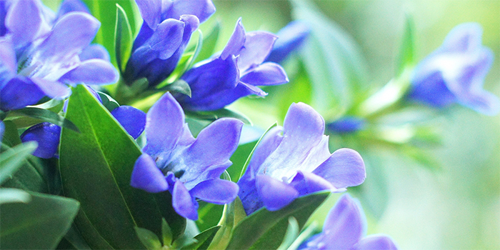 熊本県の花　リンドウ