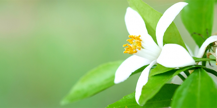 熊本県玉東町の花　みかん