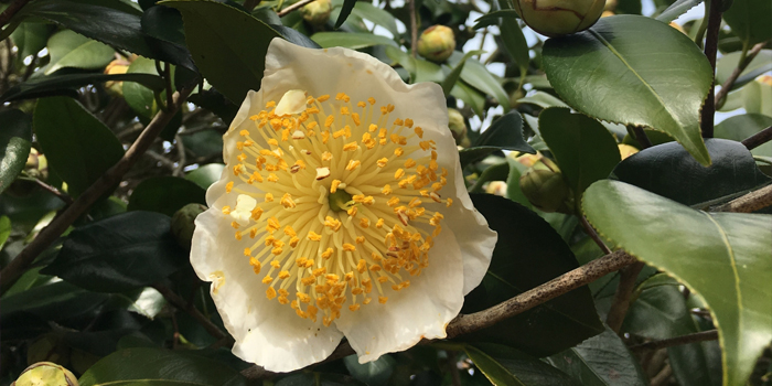 熊本市の花　肥後つばき