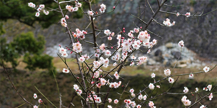 熊本県氷川町の花　サクラ