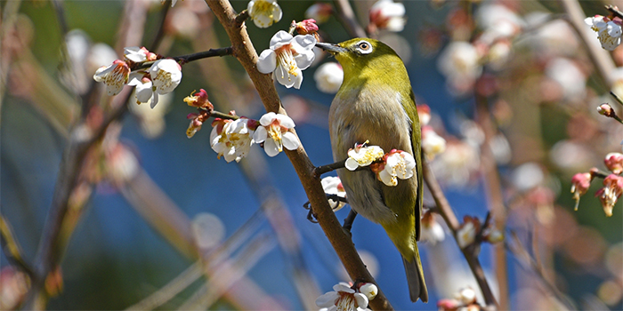 熊本県人吉市の花　ウメ