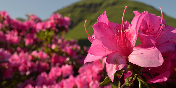 熊本県五木村の花　つつじ