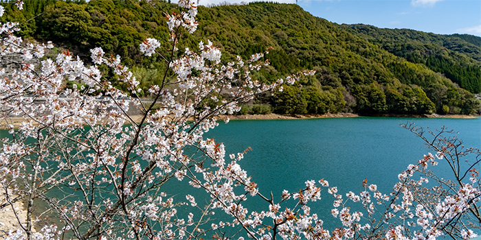 熊本県上天草市の花　さくら