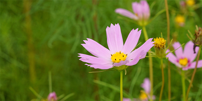 熊本県嘉島町の花　コスモス