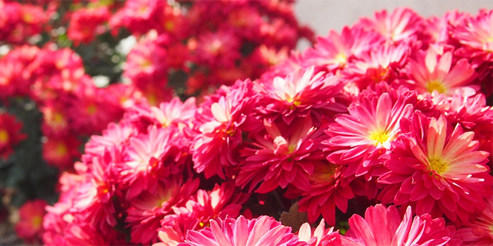 熊本県甲佐町の花　キク