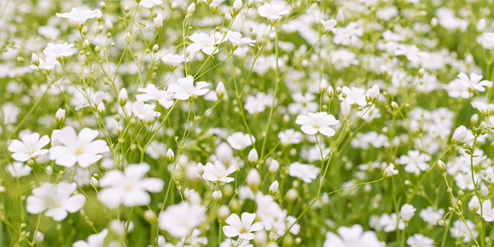 熊本県合志市の花　かすみそう