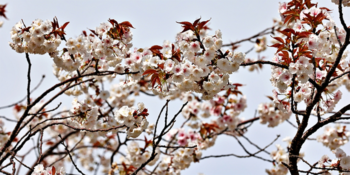 熊本県球磨村の花　ヤマザクラ