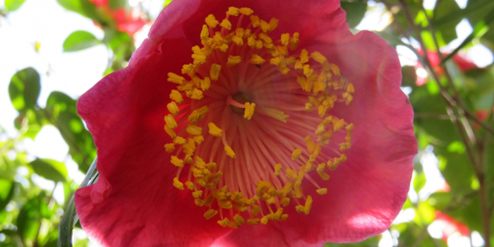 熊本市の花　肥後つばき