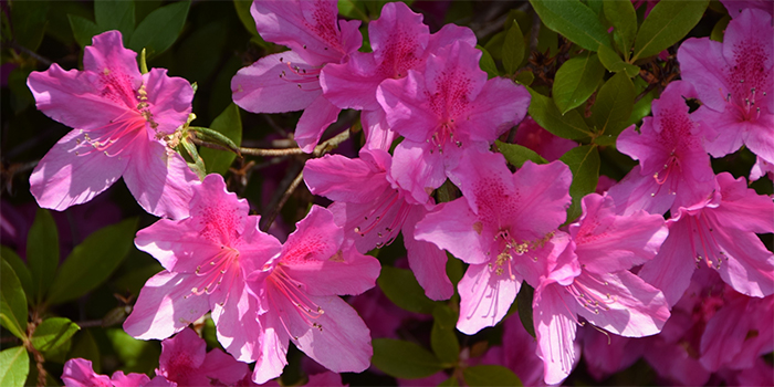 熊本市中央区の花　肥後つつじ